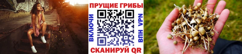 Галлюциногенные грибы Cubensis  как найти закладки  Мураши 